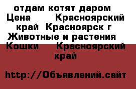 отдам котят даром › Цена ­ 5 - Красноярский край, Красноярск г. Животные и растения » Кошки   . Красноярский край